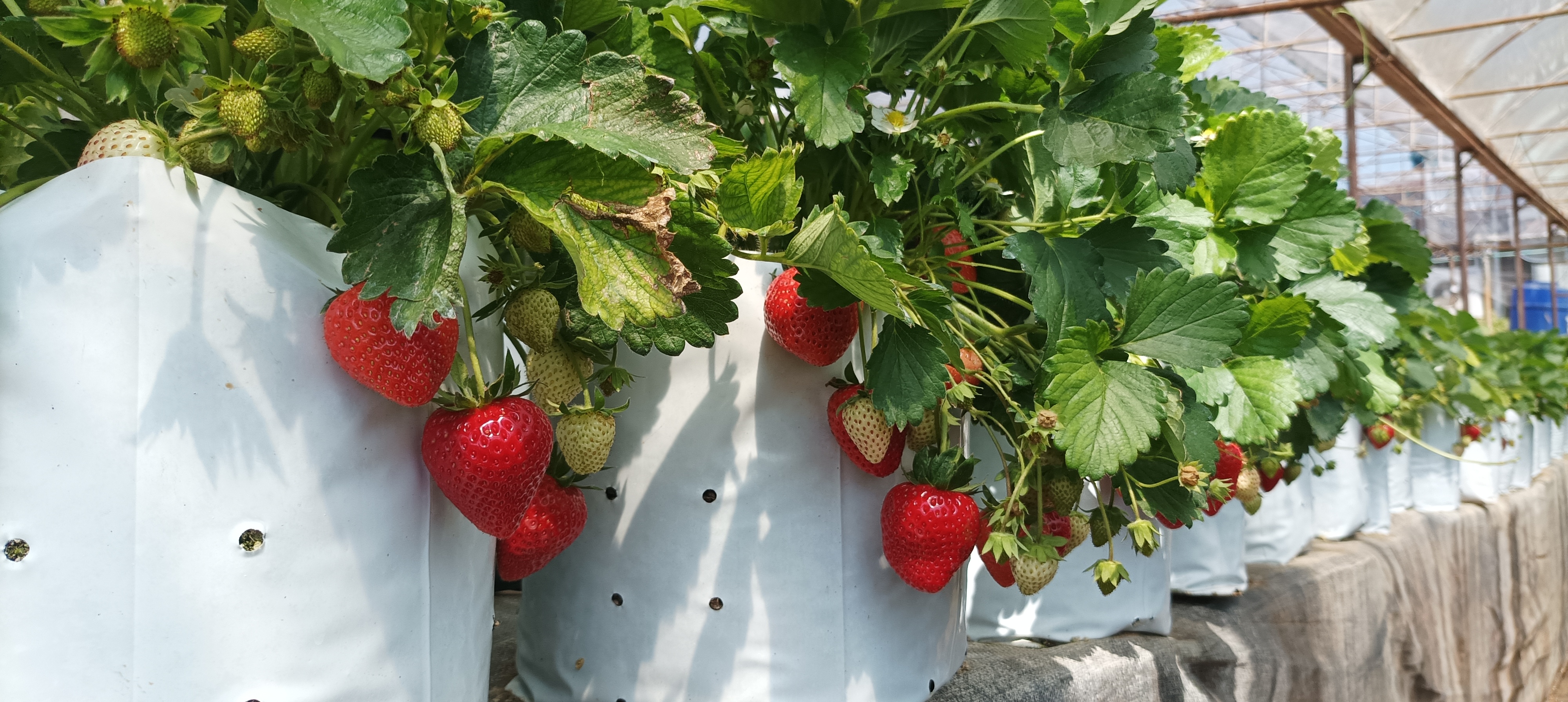 ระบบควบคุมโรงเรือนสตรอว์เบอร์รี่